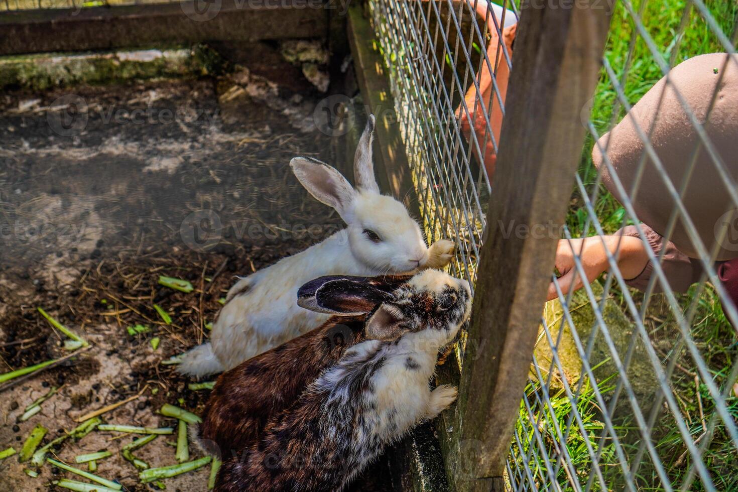 A cute rabbit in a cage tries to ask visitors for food at a theme park. photo