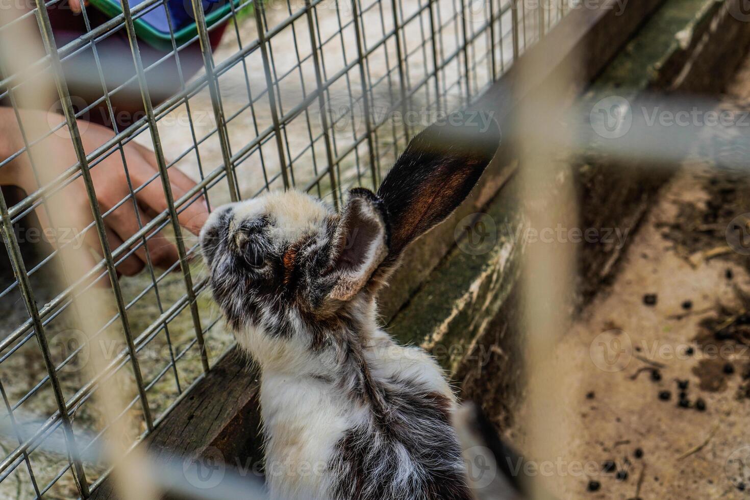 A cute rabbit in a cage tries to ask visitors for food at a theme park. photo