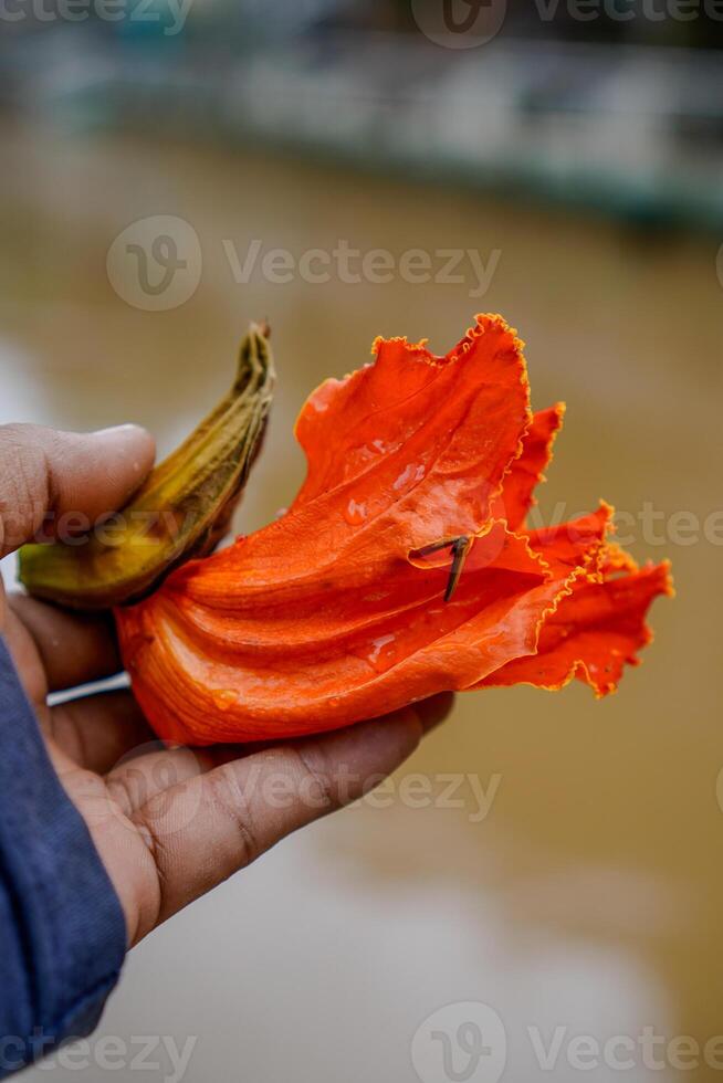 Close-up view of a hand holding a pink rain flower with a blurred background. photo