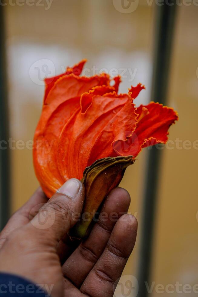 Close-up view of a hand holding a pink rain flower with a blurred background. photo