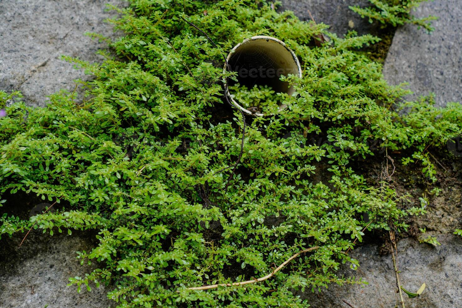 Close view of the grass growing between the gaps in the stone walls of the building. photo
