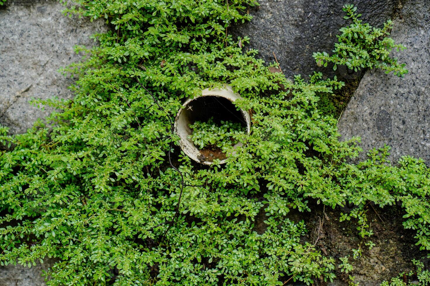 Close view of the grass growing between the gaps in the stone walls of the building. photo