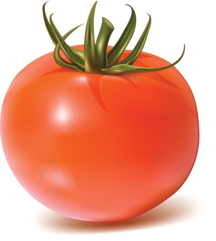 rojo tomate realista ilustración imagen vector