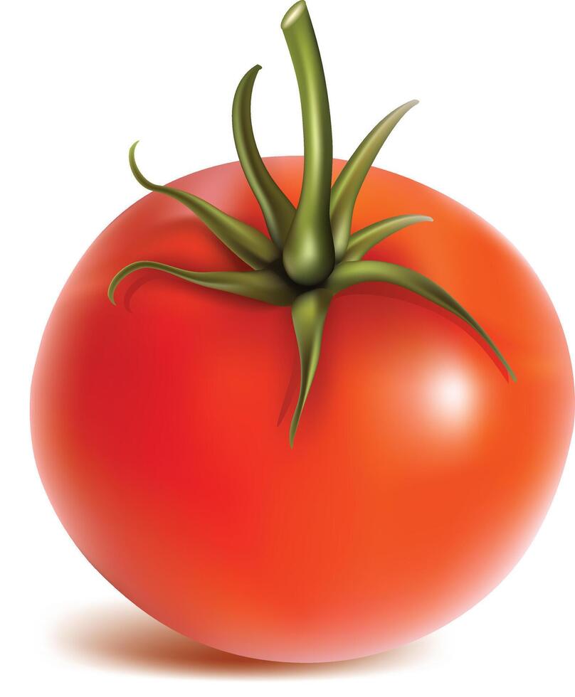 image of Tomato fruit, realistic ripe red tomato, vegetable organic farm food. vector