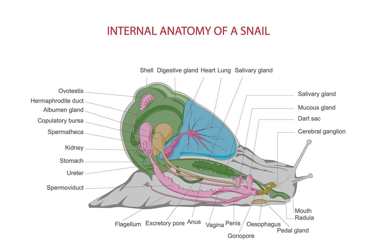 Internal anatomy of a snail. vector
