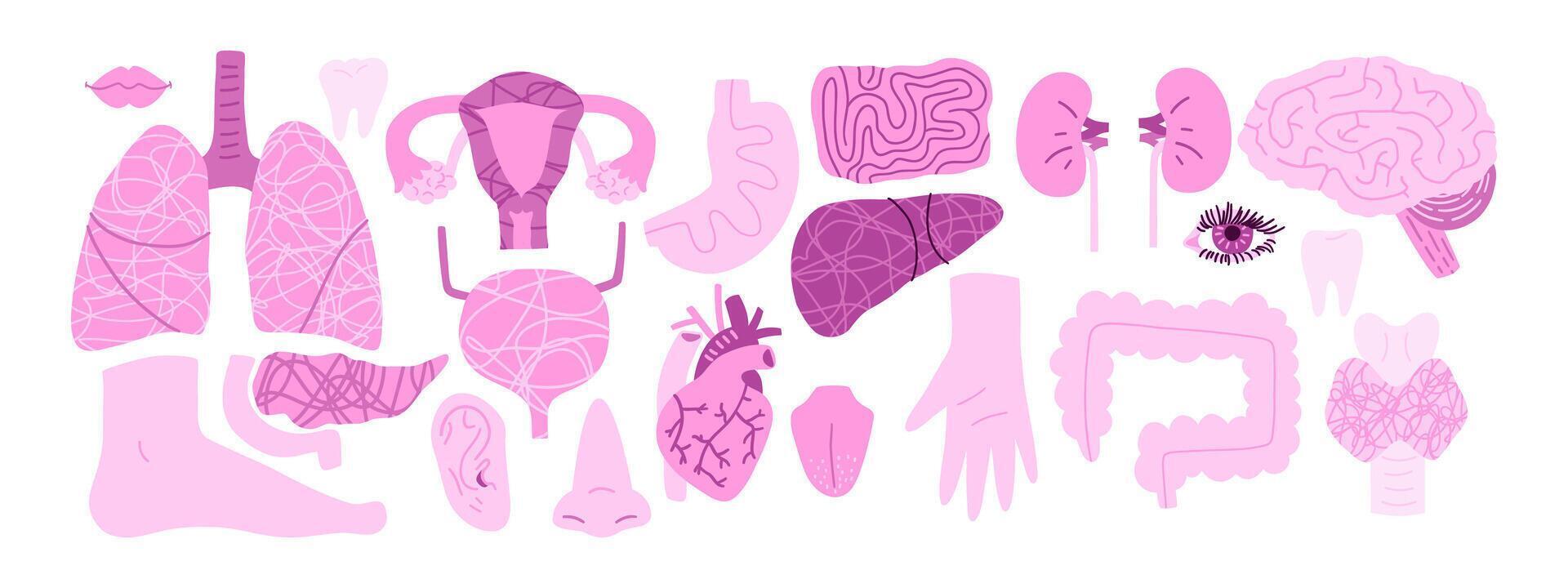 Set of human organs from kidney, liver, pancreas, thyroid gland, brain, lungs, head organs, digestive organs and others. illustration in flat style. vector