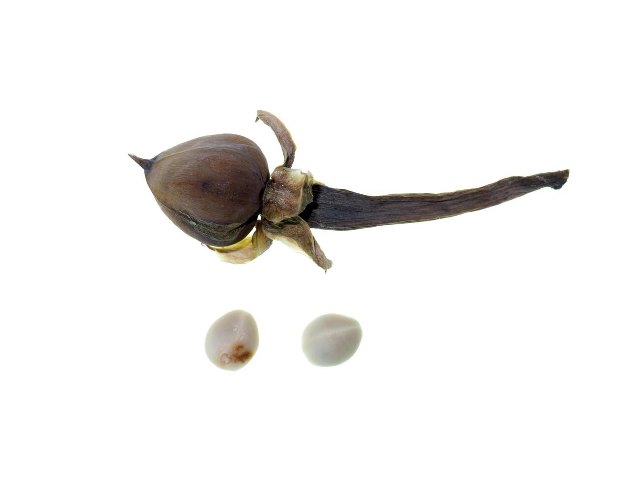 Convolvulaceae seeds plant photo