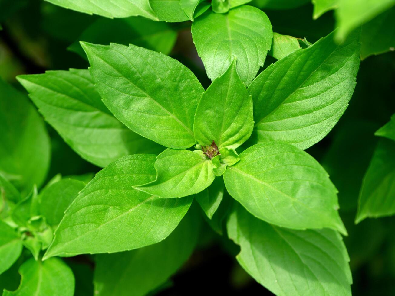 Sweet Basil background. photo