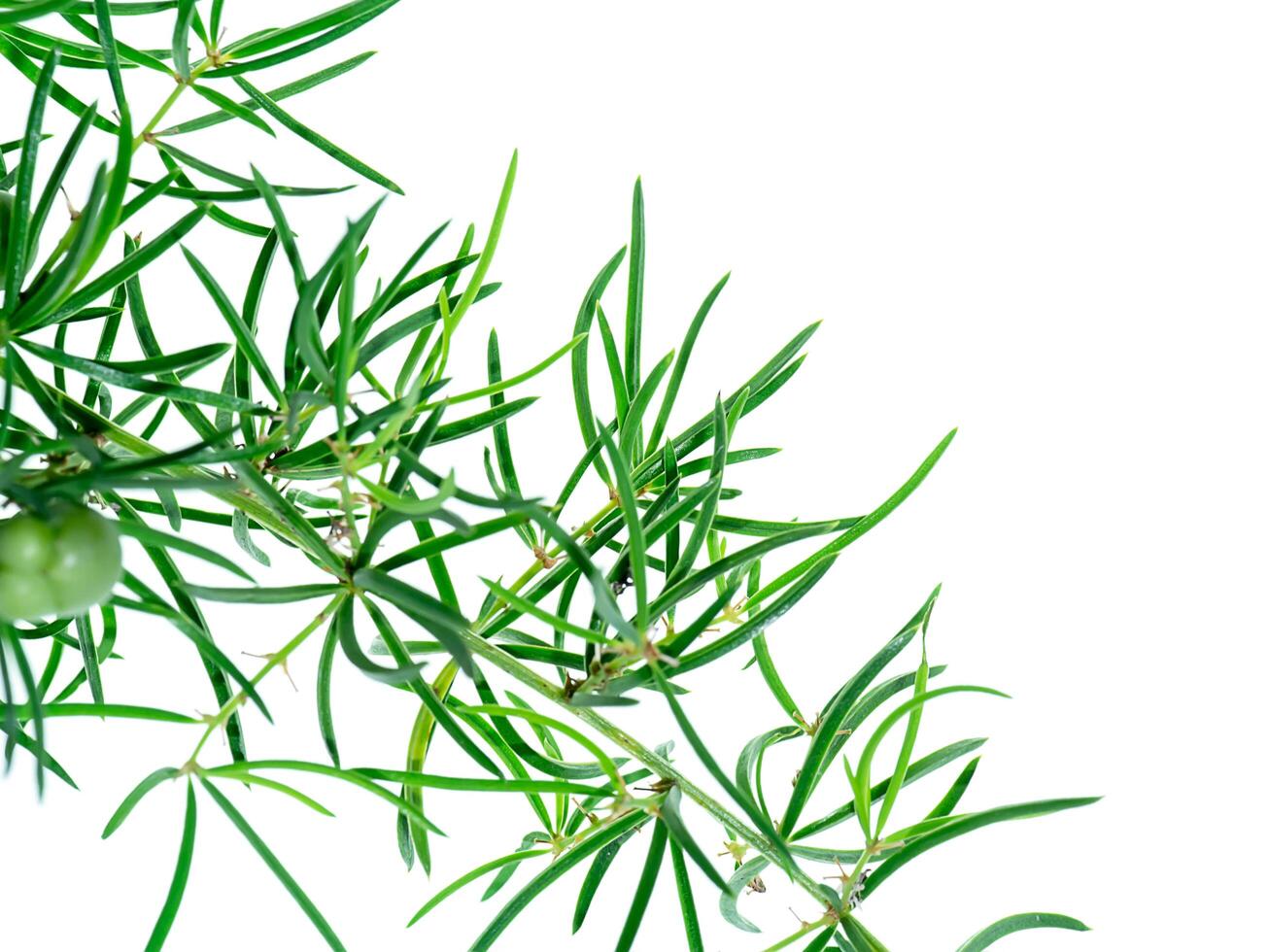 Close up of Shatavari plant photo