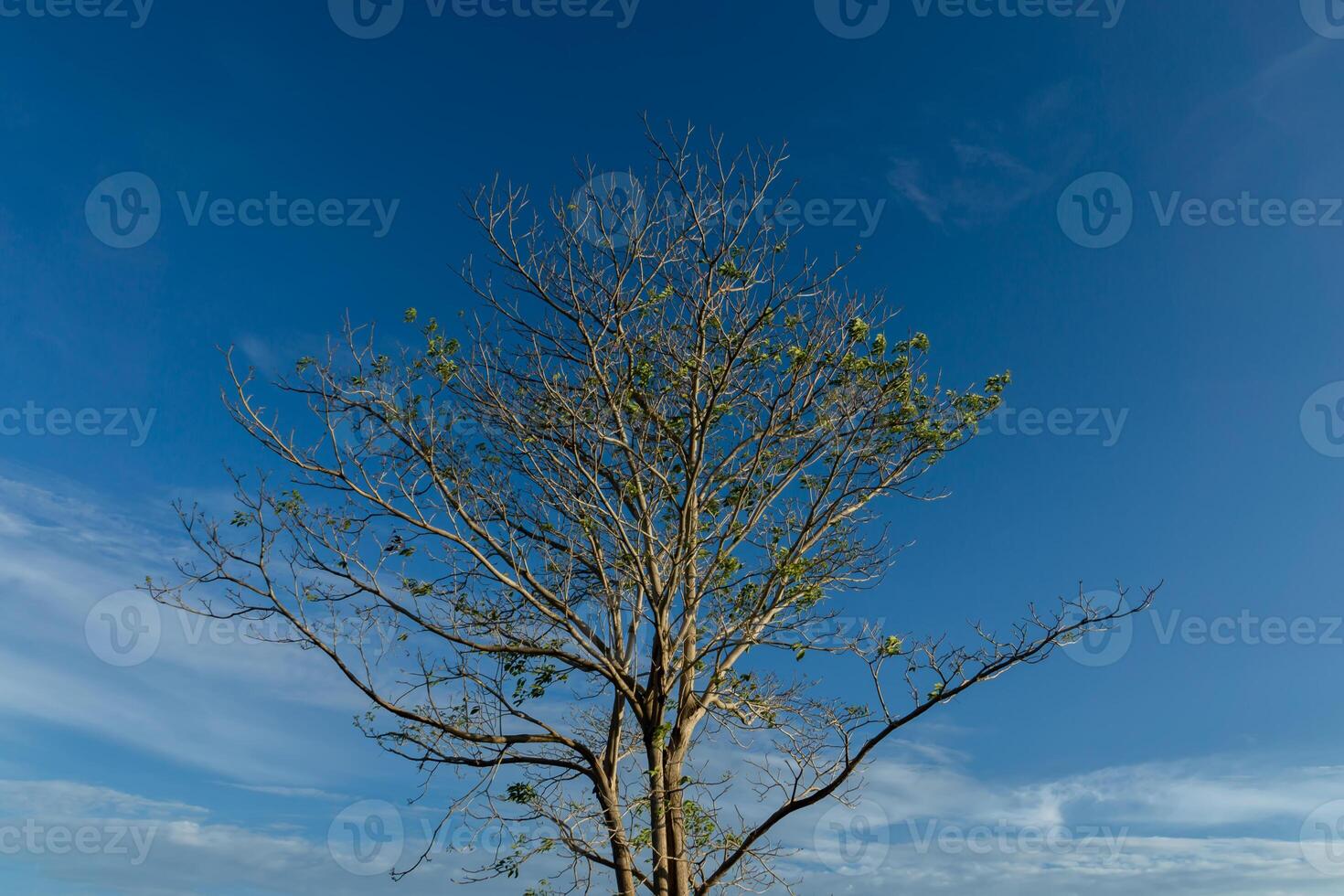 Tree branch with blue sky background photo