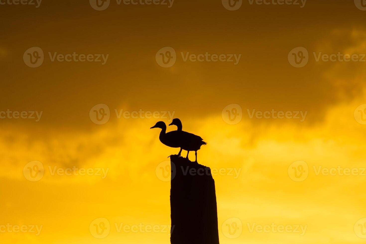 silhouette of two Anatidae birds photo