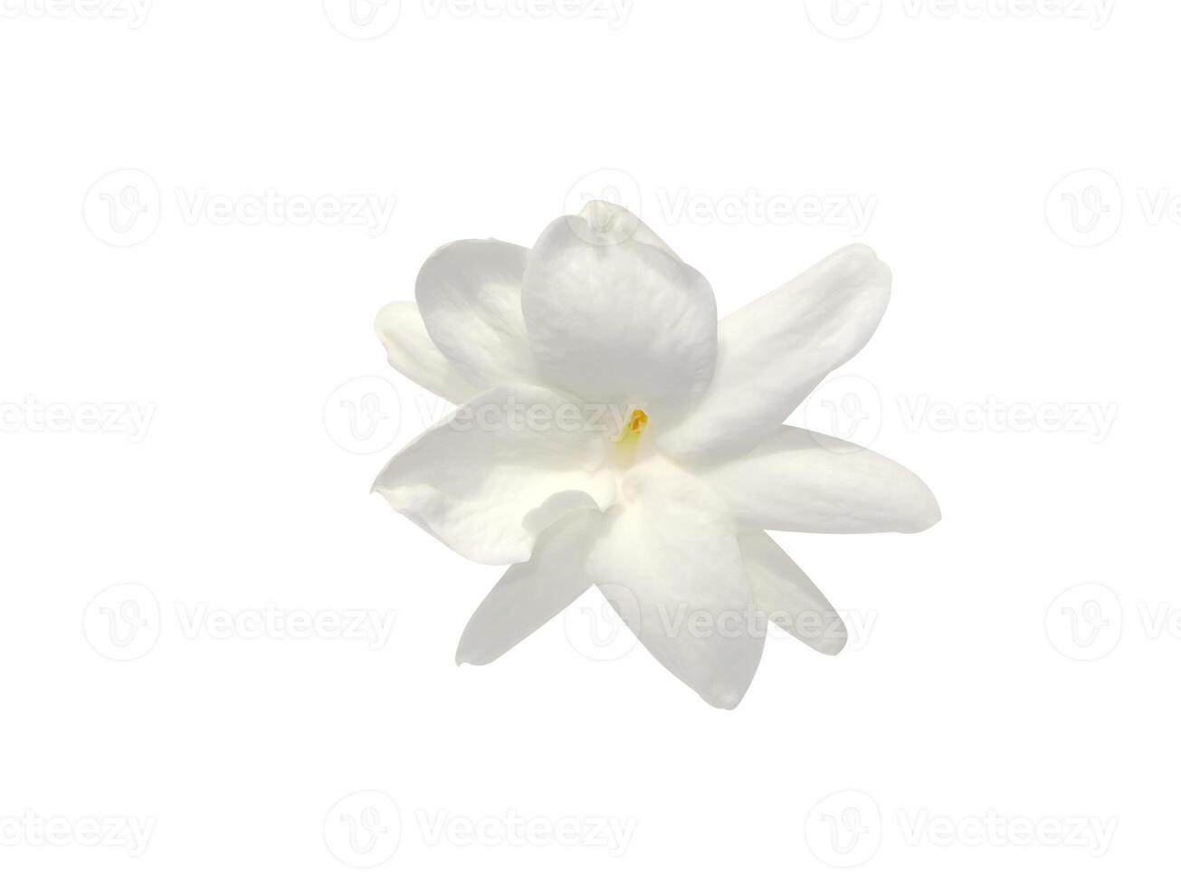 Close up of jasmine flower. photo
