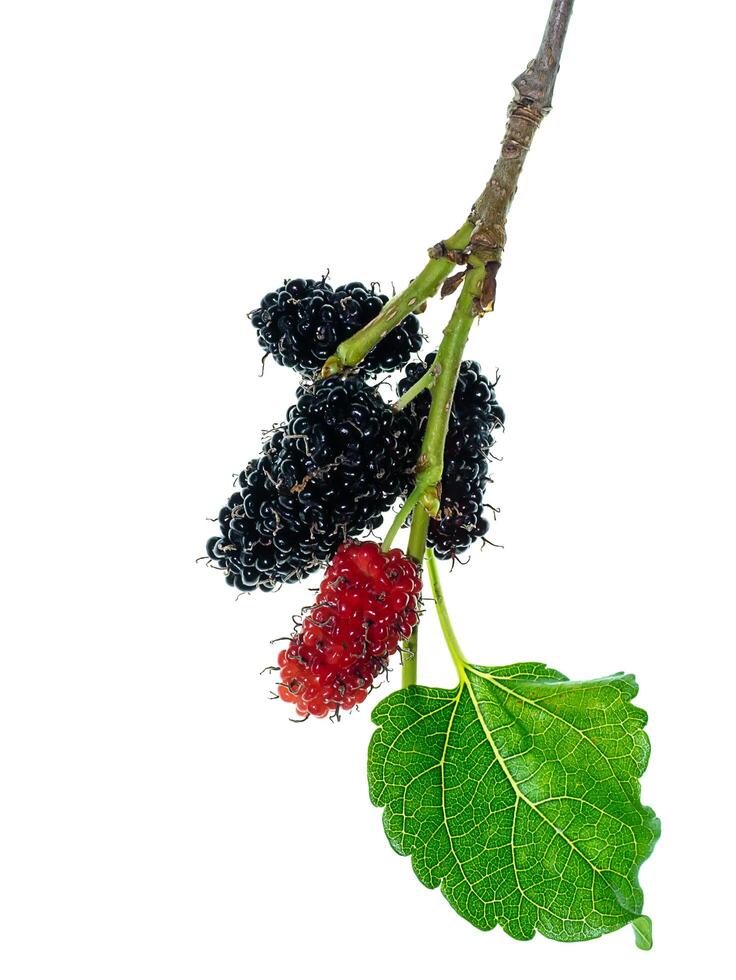 mulberry fruit with leaf photo