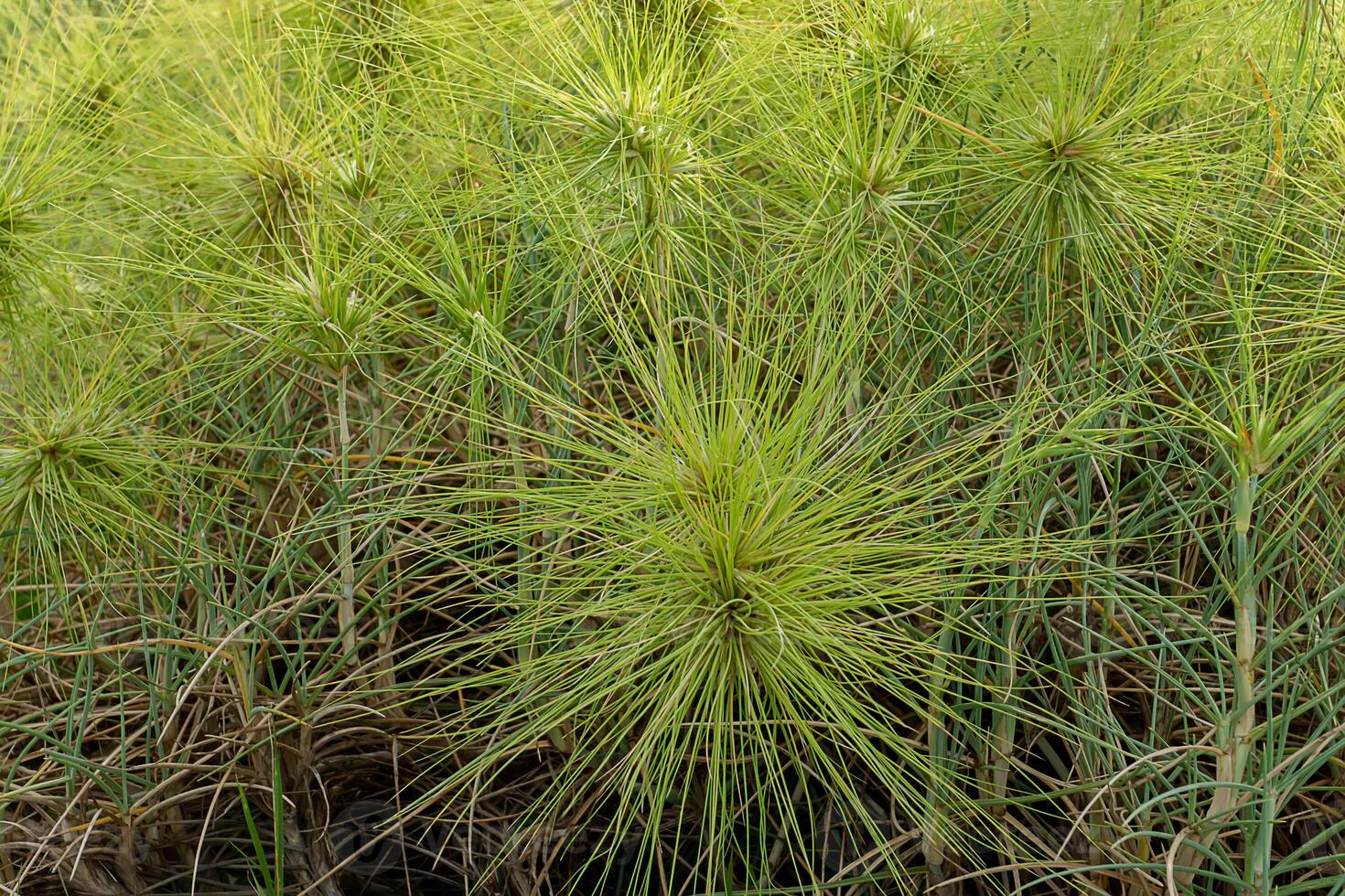 Spinifex littoreus grass photo