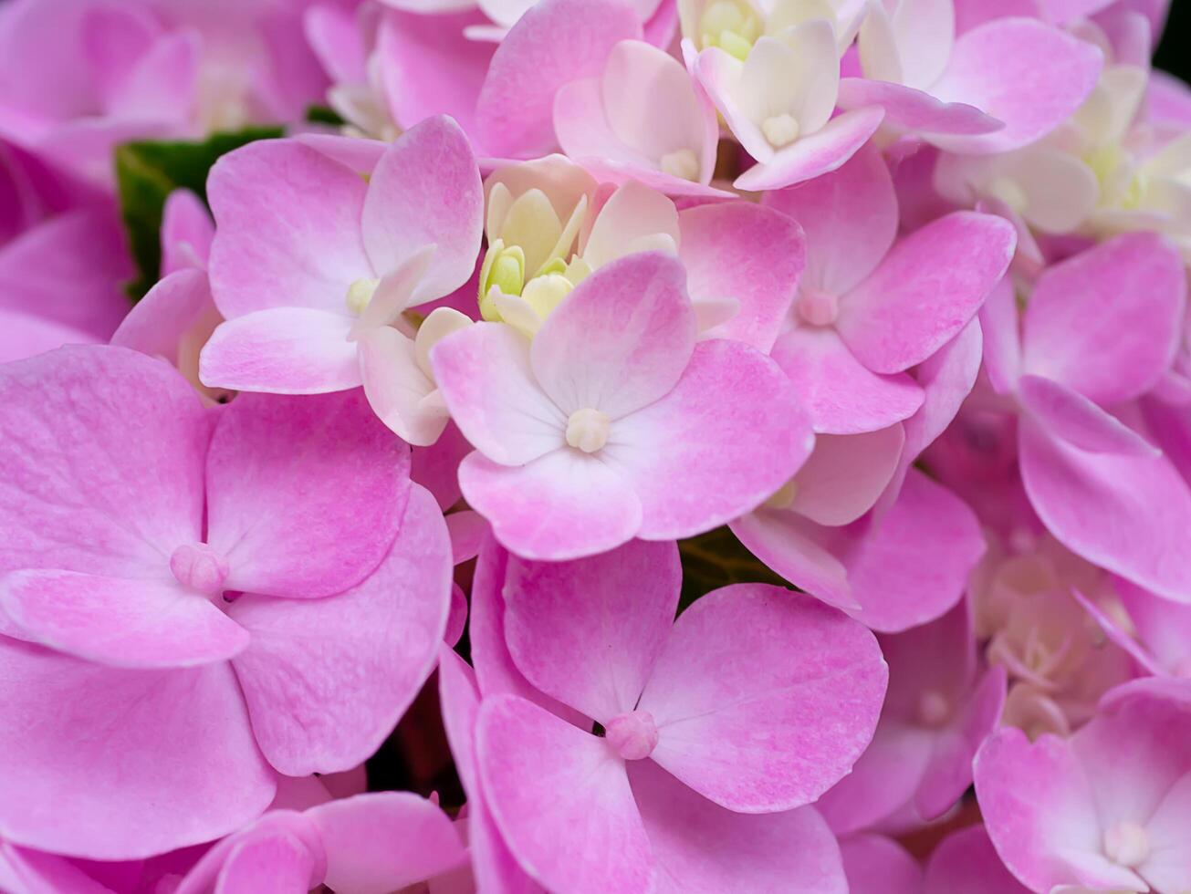 Close up Hydrangea flower photo