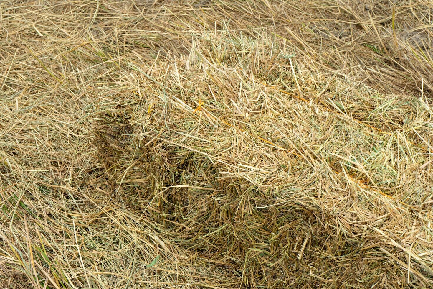 Dry rice straw to feed. photo