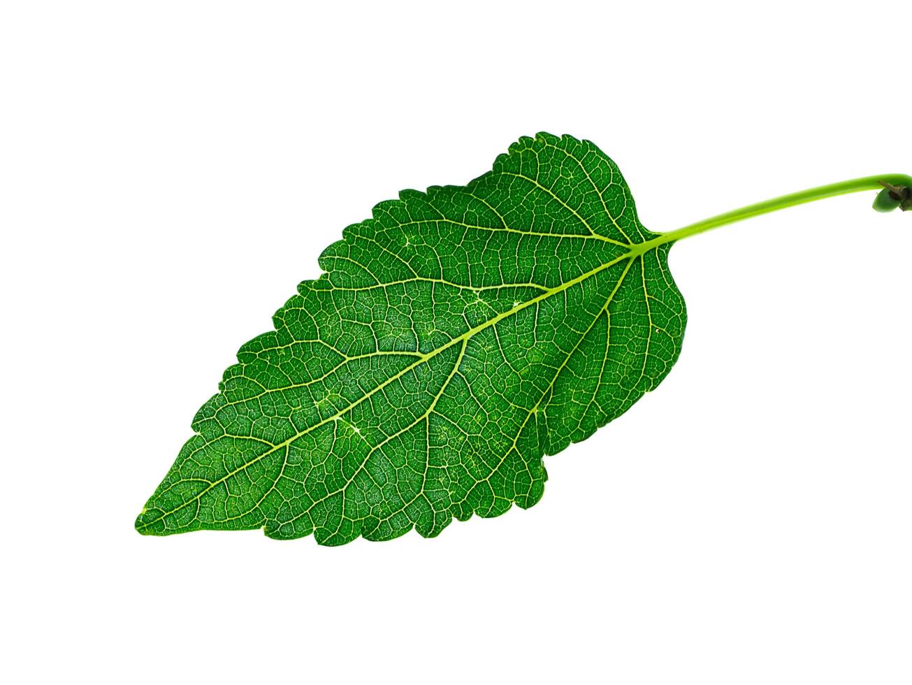 cerca arriba hoja en blanco antecedentes. foto