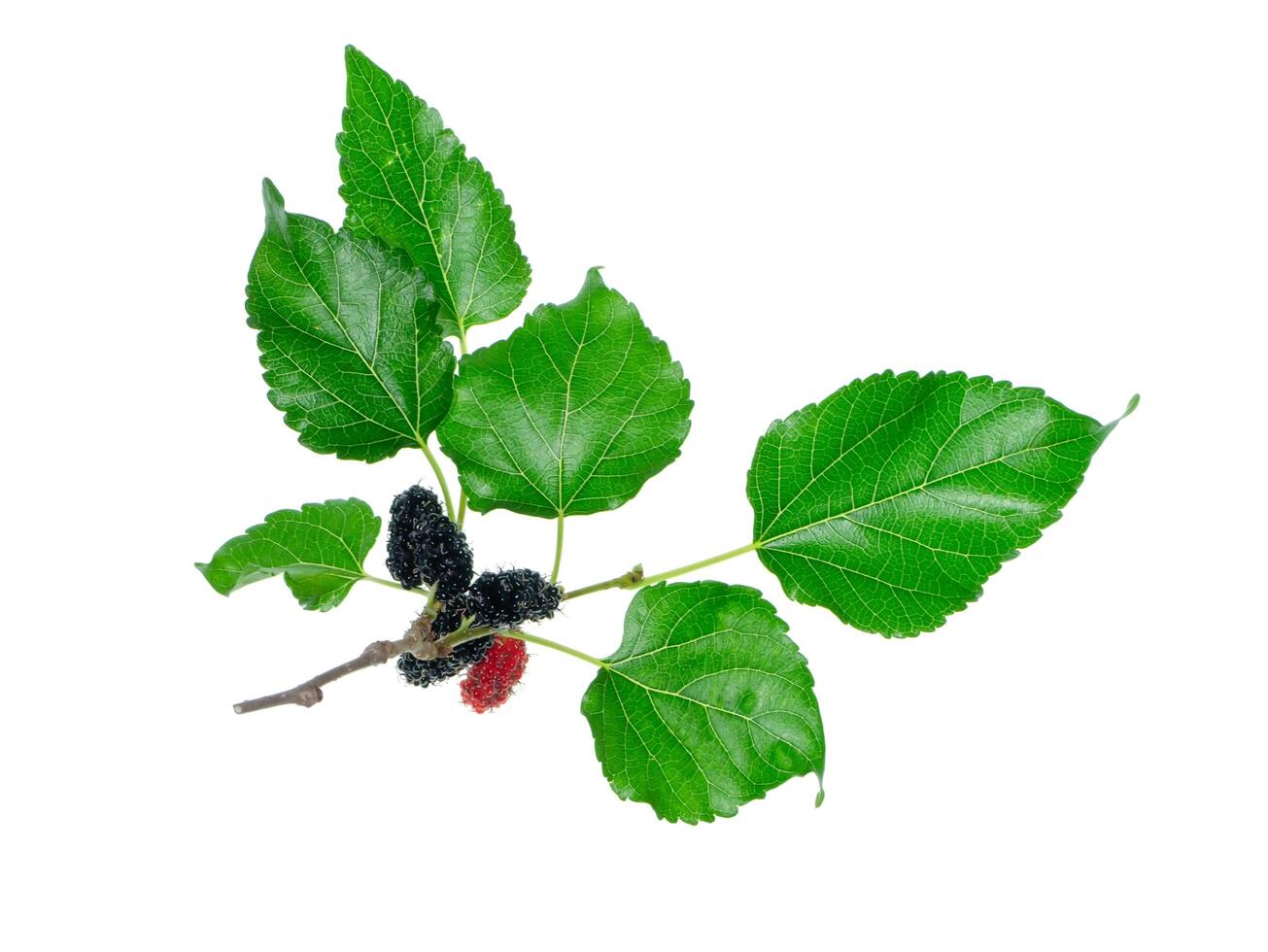 mulberry fruit with leaf photo