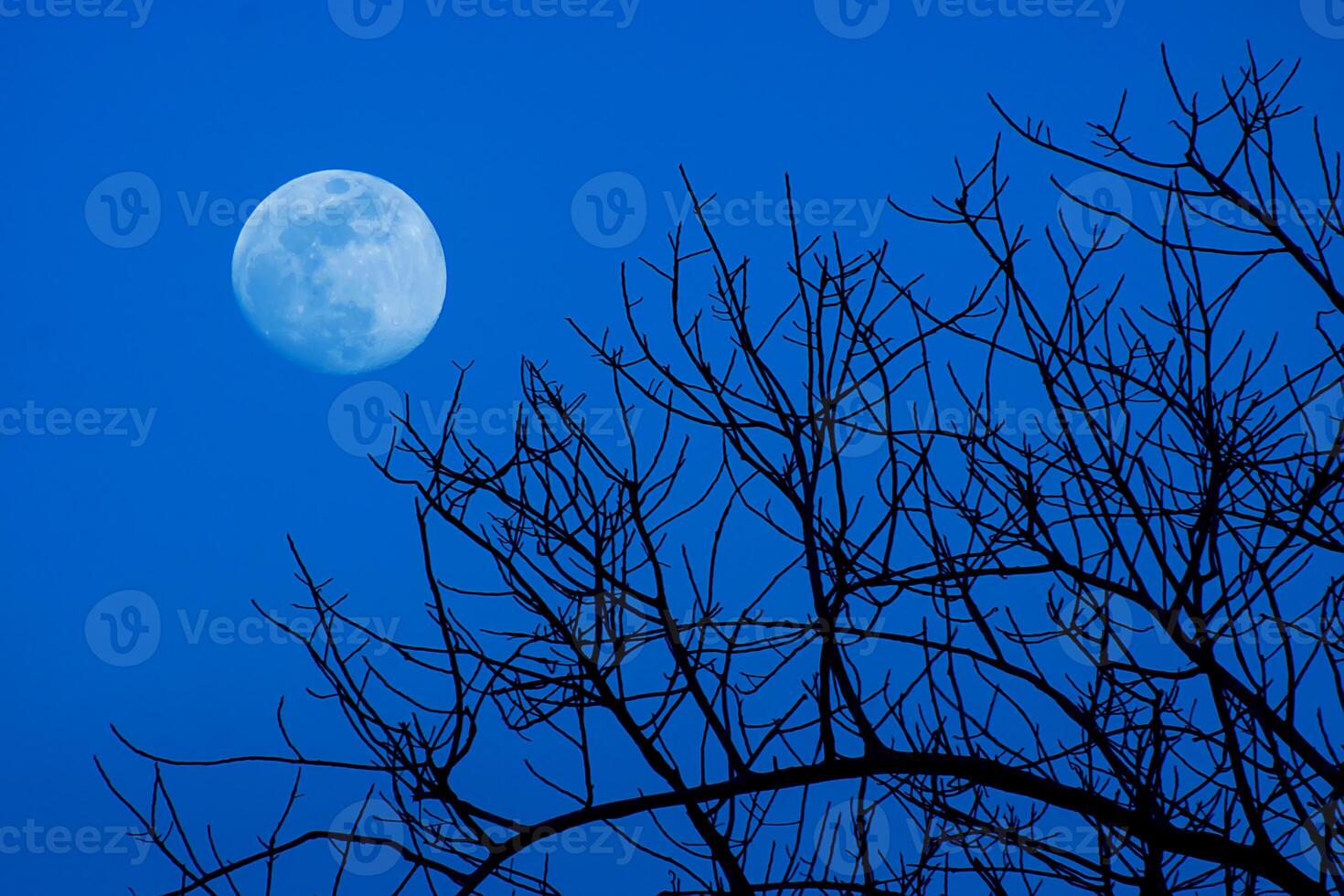 Silhouette of Dead tree with sky background. photo