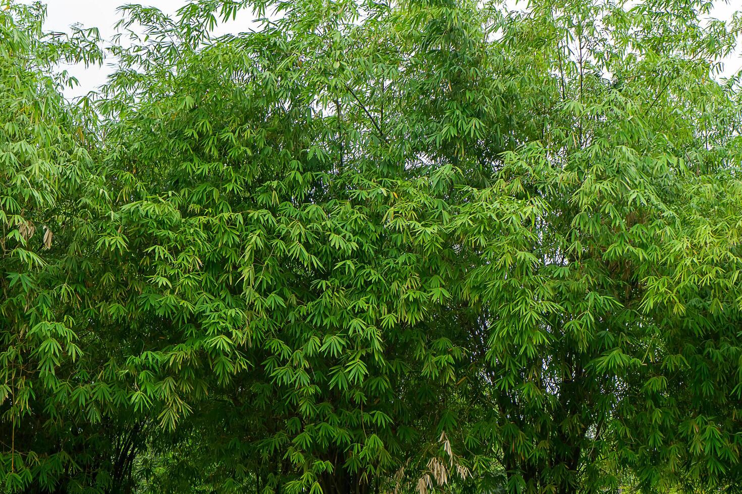 verde hojas de bambú. foto