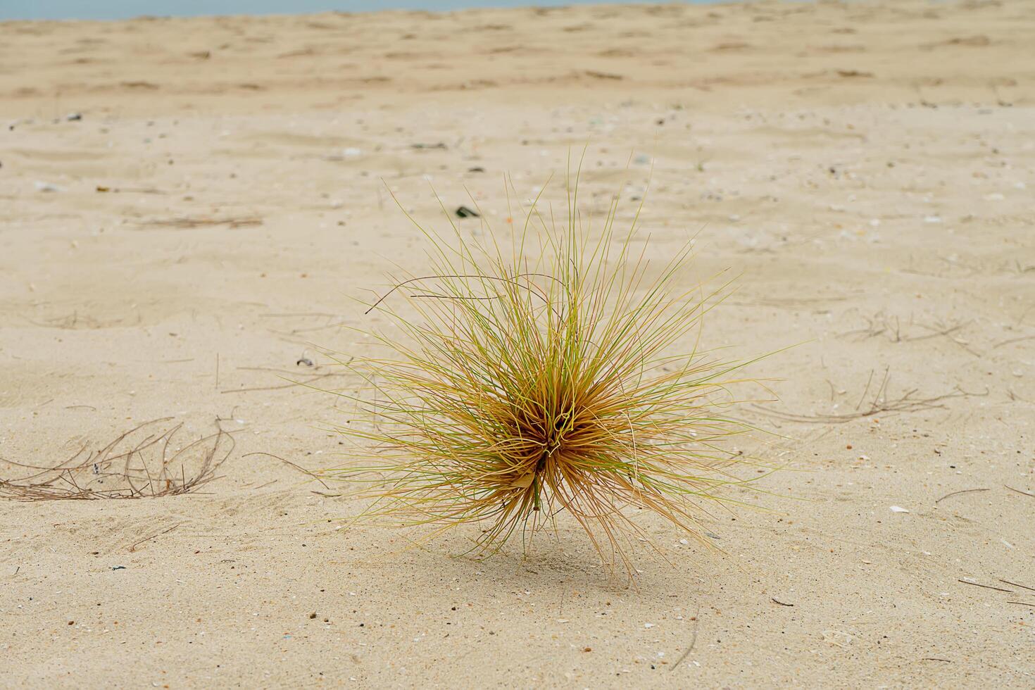 Spinifex littoreus grass photo