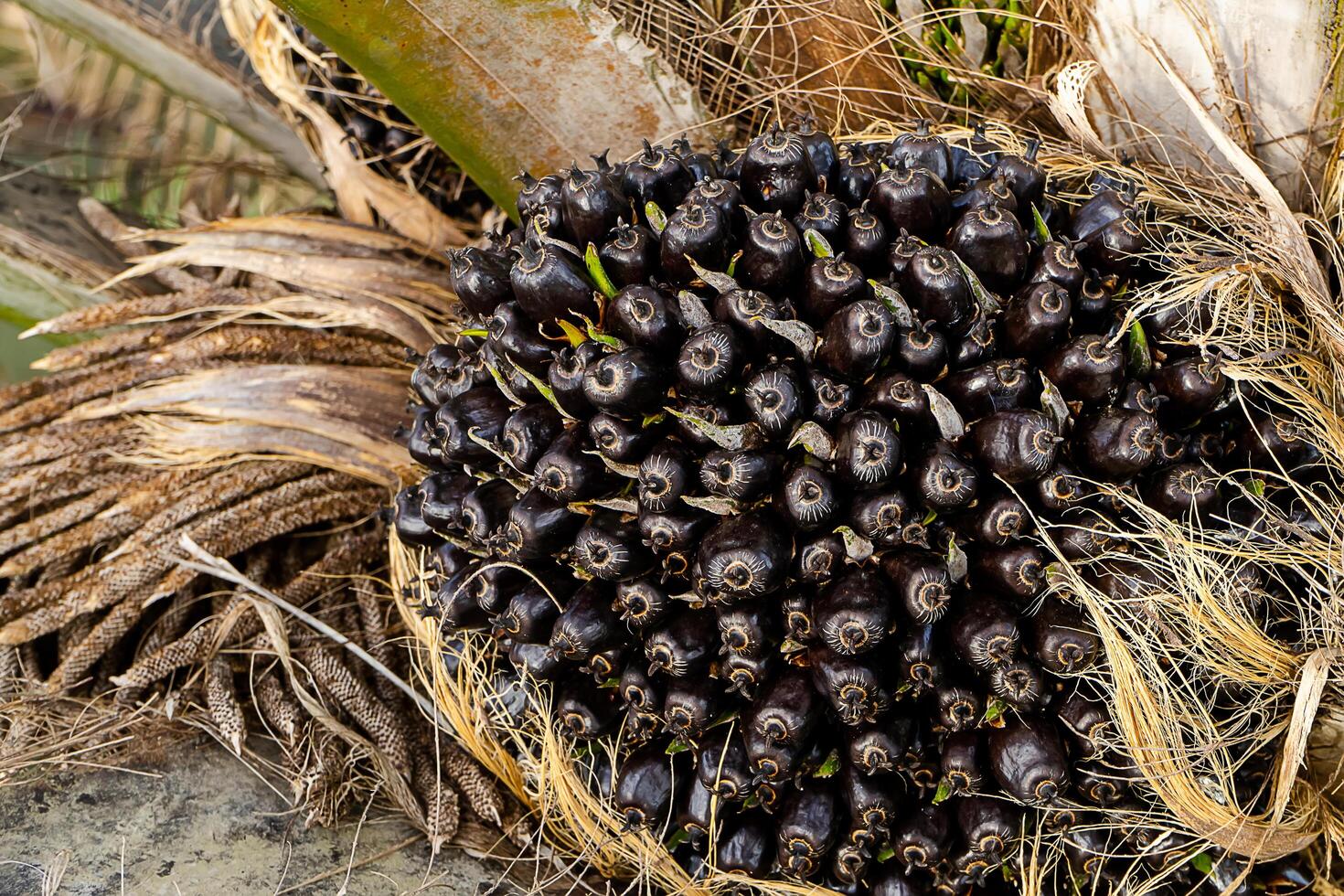 Close up of Palm seeds on tree. photo