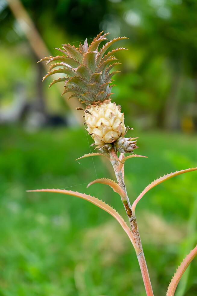 Close up of Small pineapple. photo