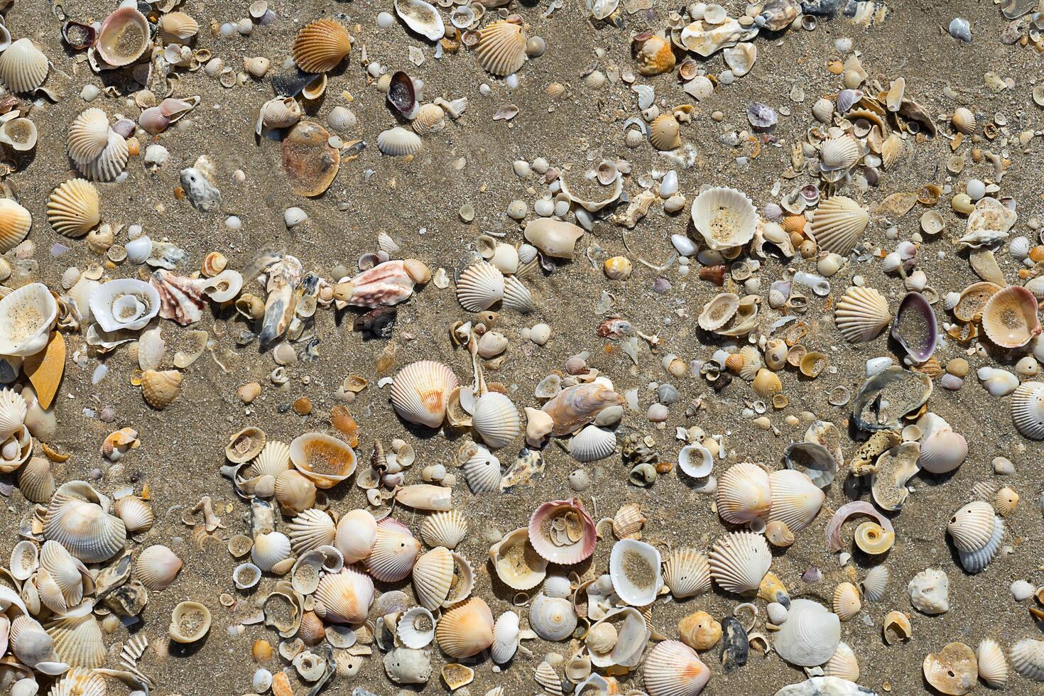 Shells on the beach photo