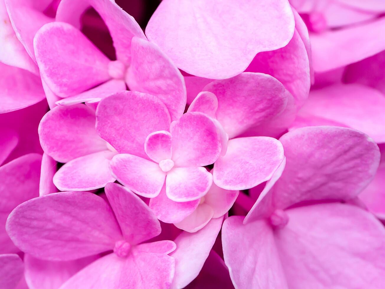 Close up Hydrangea flower photo