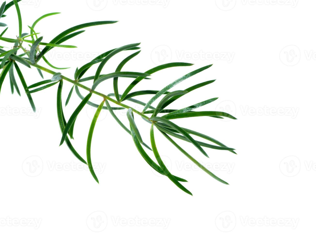 Close up of Shatavari plant photo