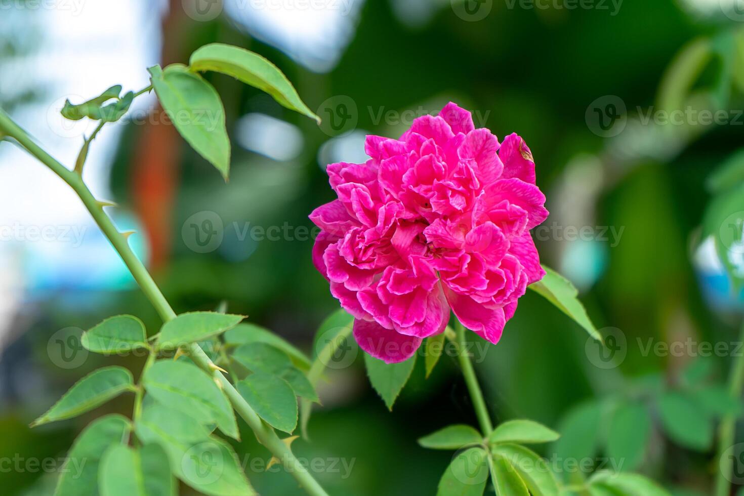 pink damask rose photo