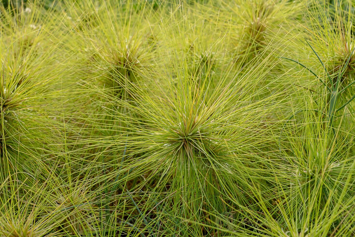 Spinifex littoreus grass photo