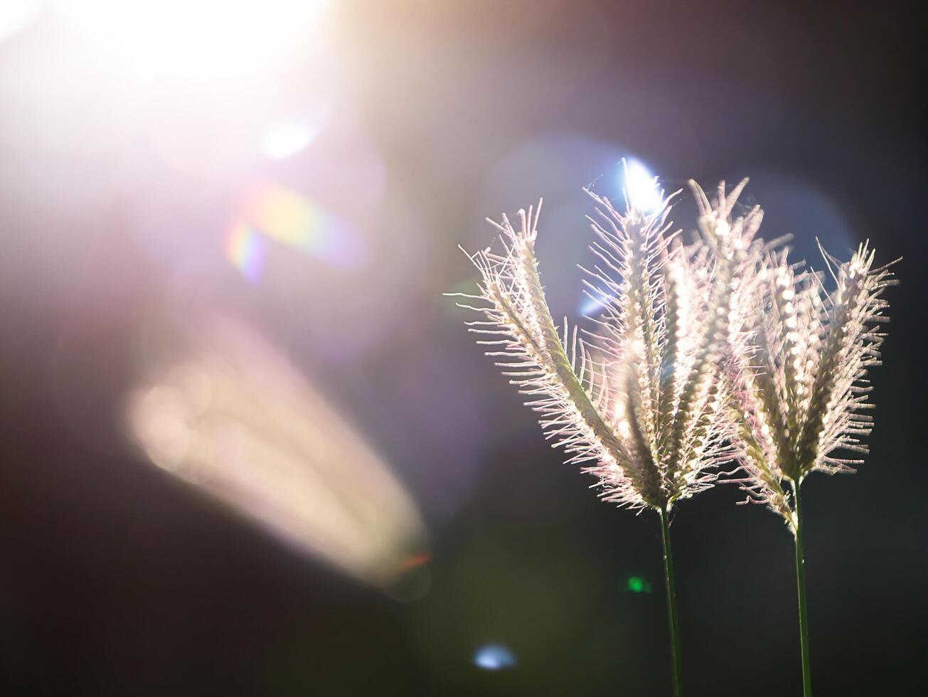 Swollen finger grass photo