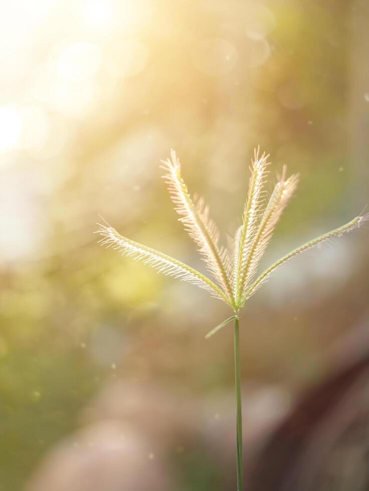 Swollen finger grass photo