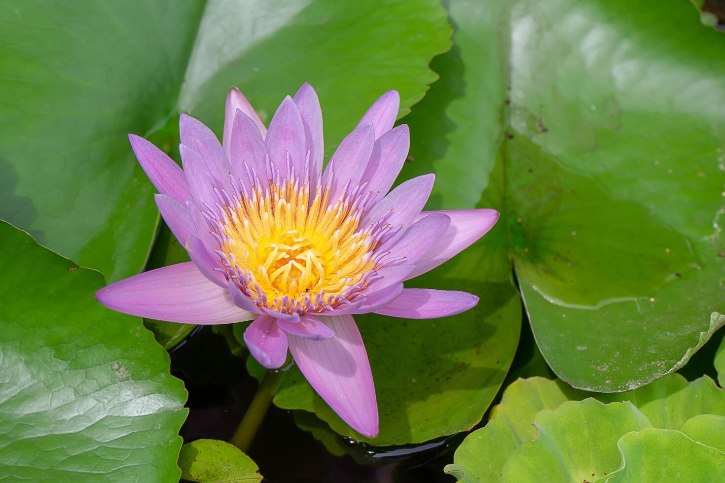 violet waterlily flower photo