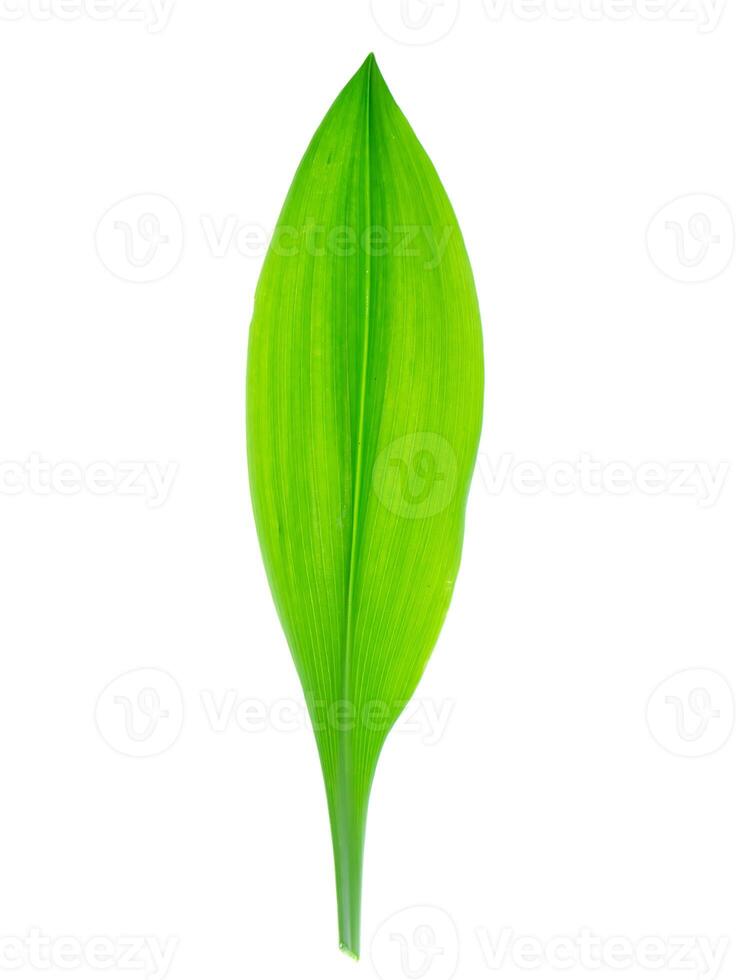 Queen lily leaf photo