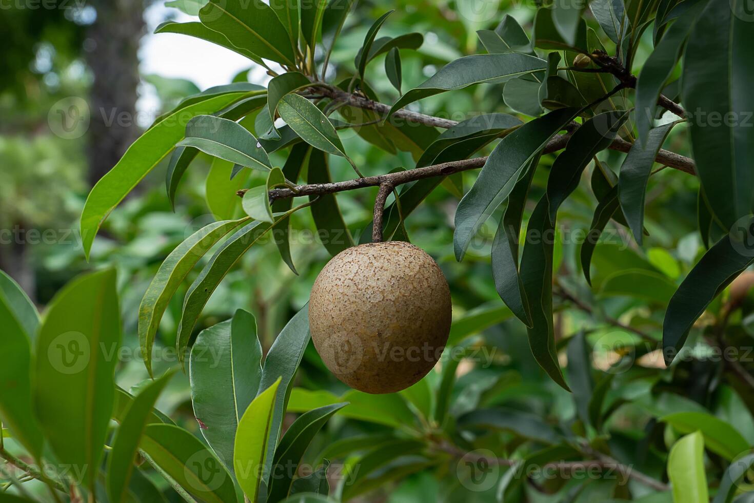 Manilkara zapota fruit photo