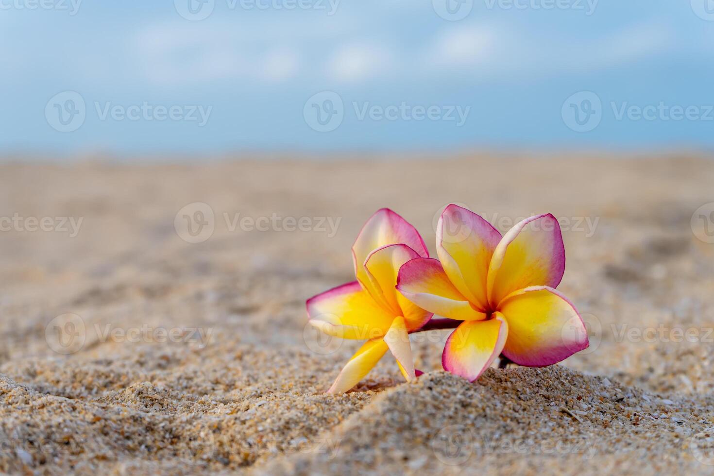 yellow and pink frangipani flower photo