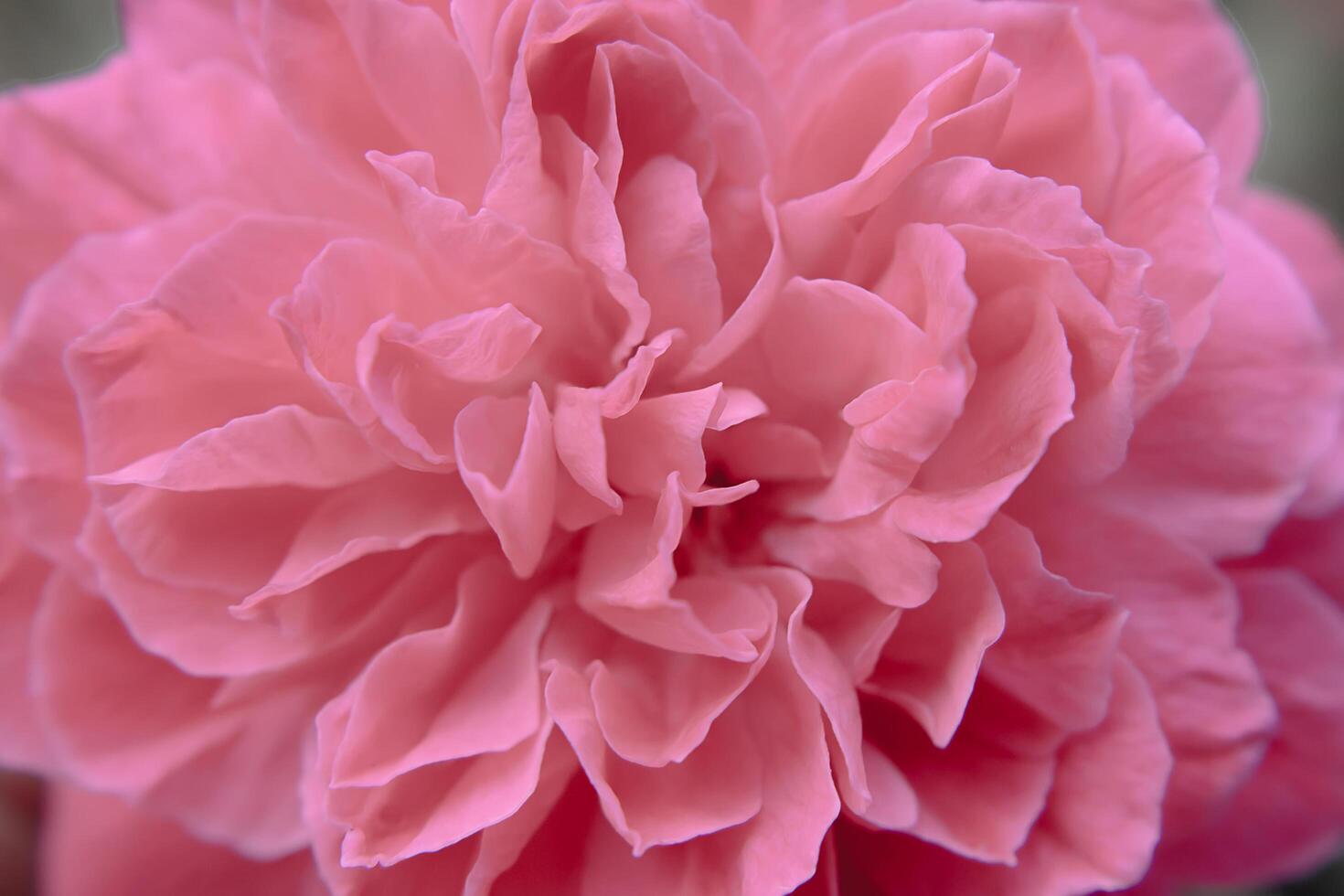 pink damask rose photo