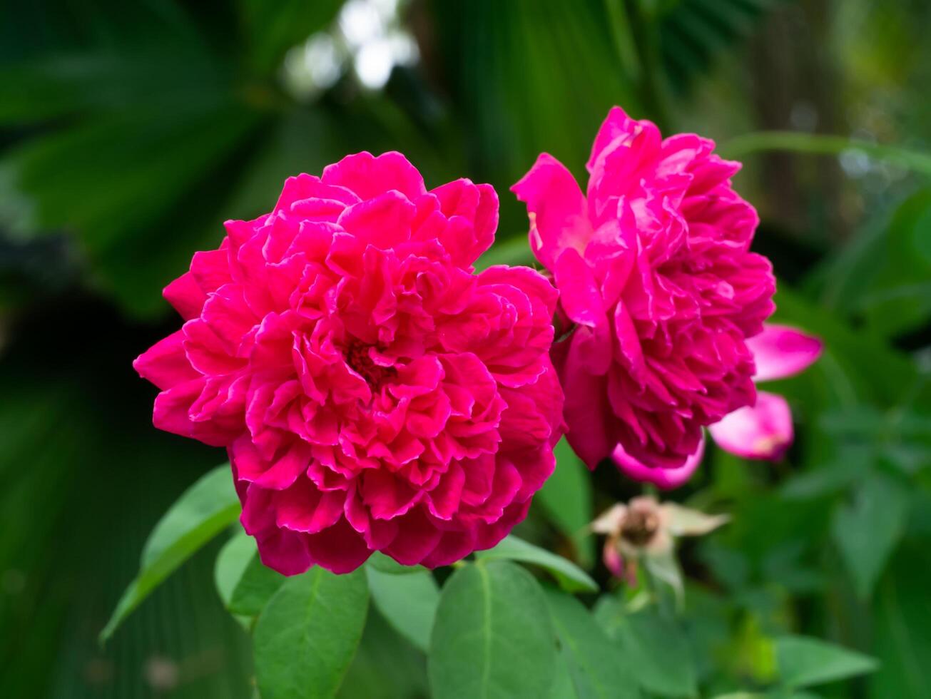 pink damask rose photo