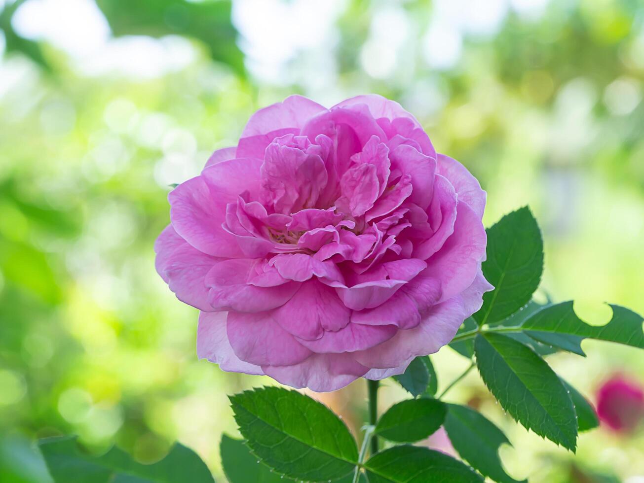 Pink rose flower photo