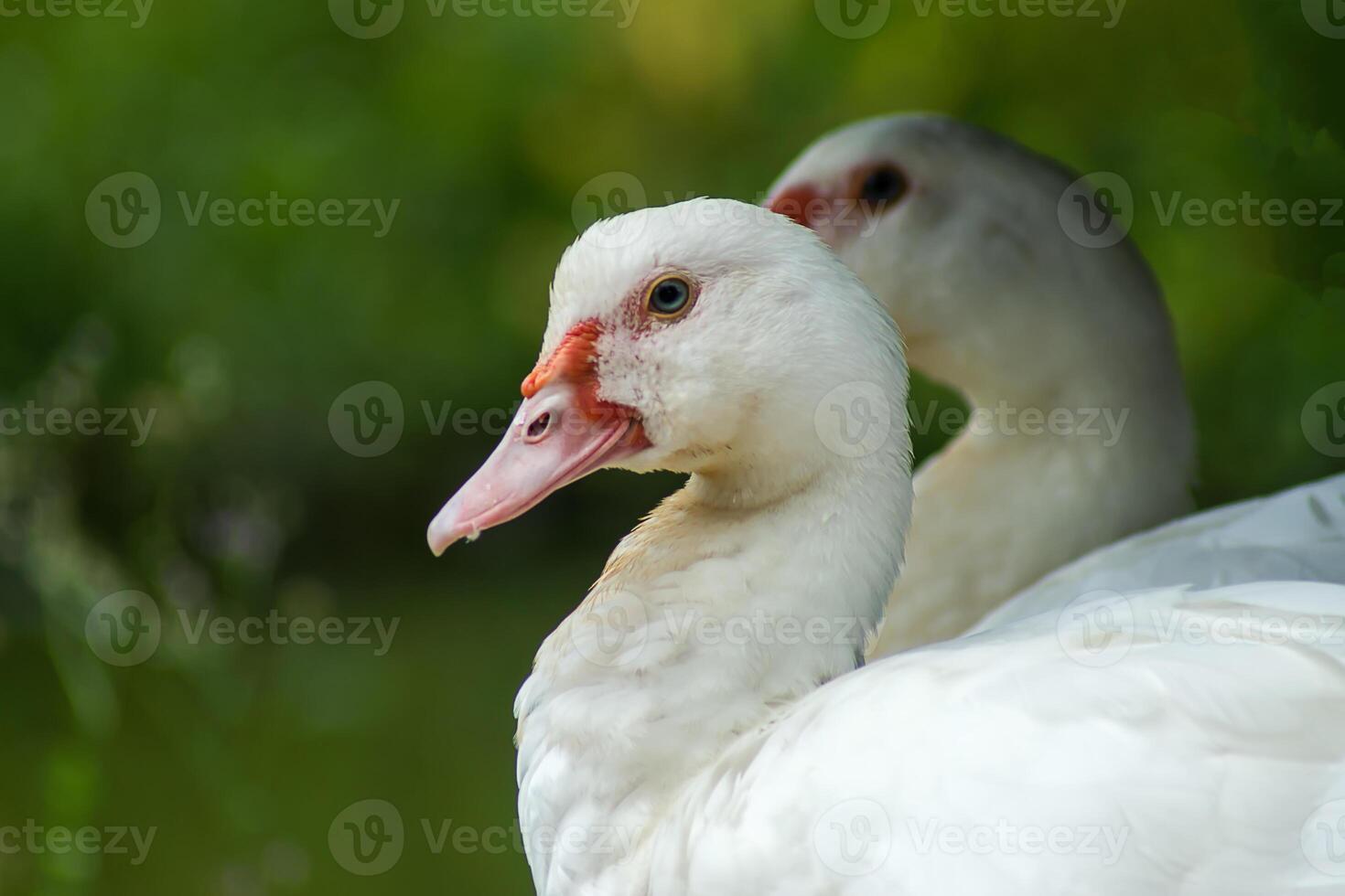 Khaki Campbell Duck 44417484 Stock Photo At Vecteezy Khaki Campbell Duck 44417484 Stock Photo At Vecteezy