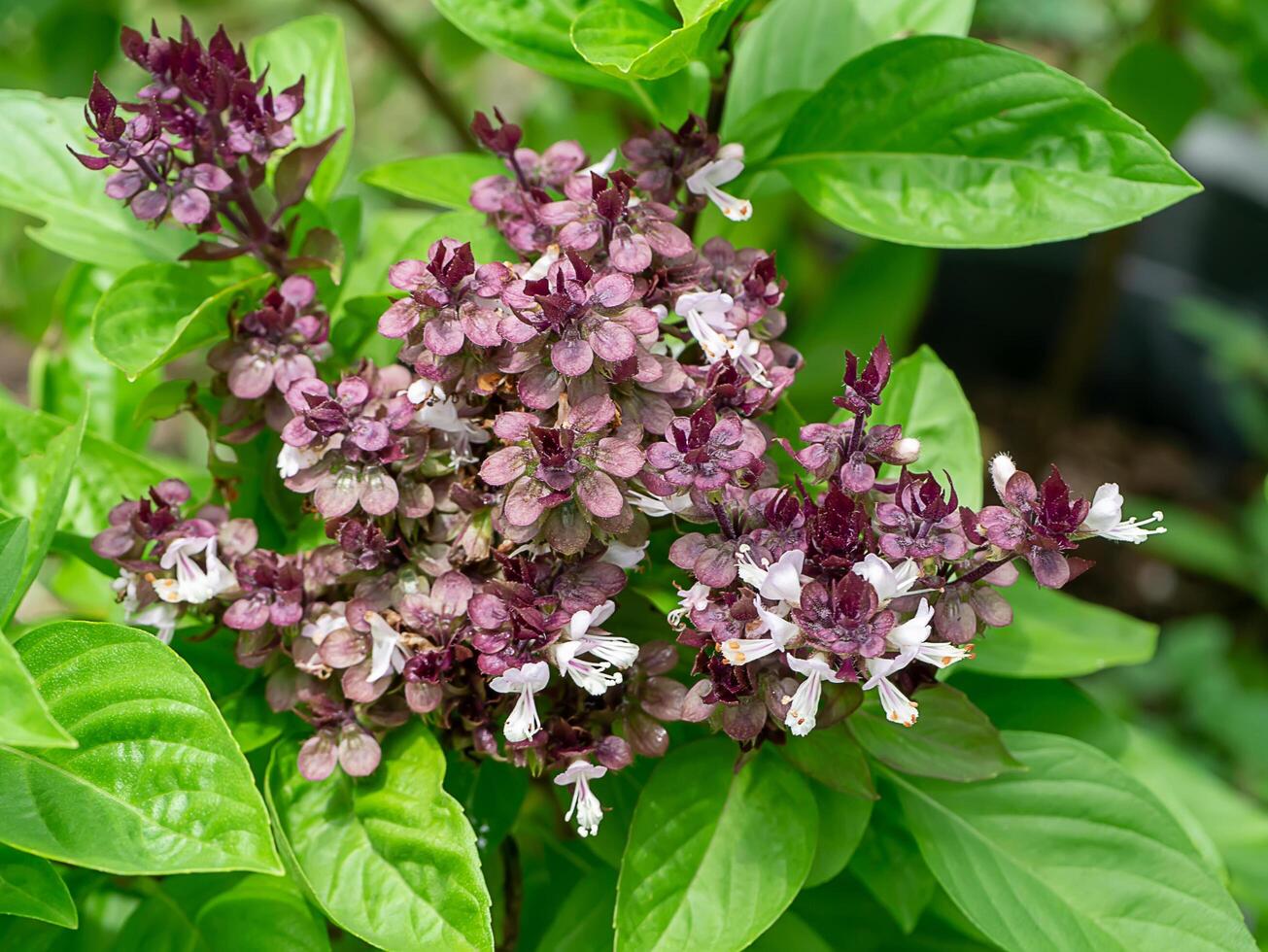 Sweet Basil background. photo