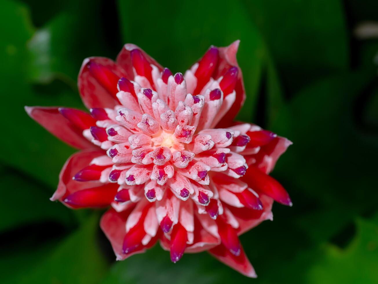 yellow and orange Bromeliad flower. photo