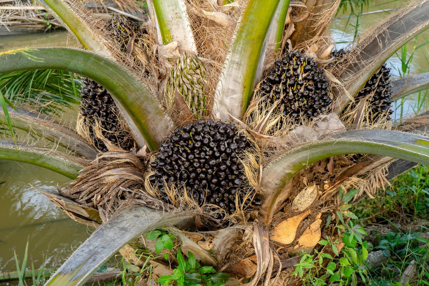 Close up of Palm seeds on tree. photo