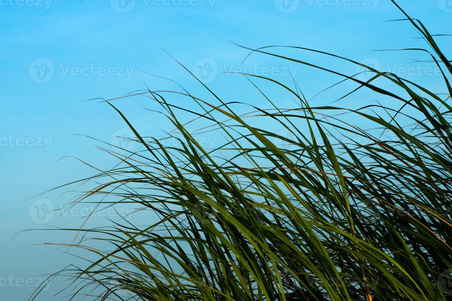 Silhouette grass leaves photo