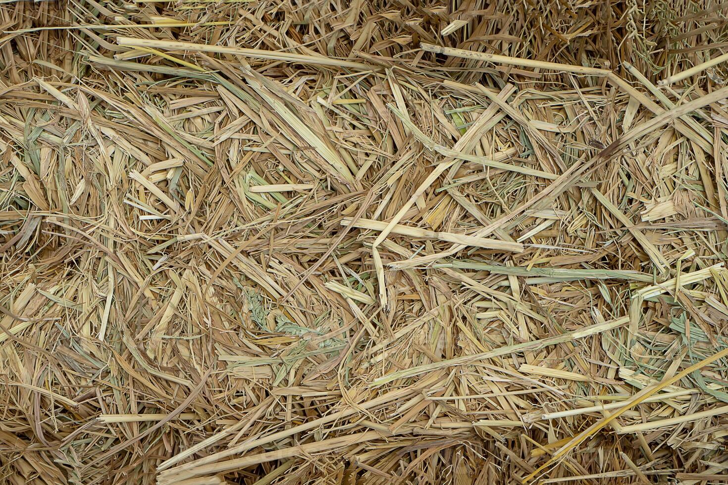 Dry rice straw to feed. photo