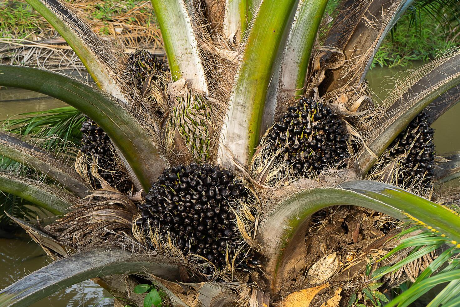 Close up of Palm seeds on tree. photo