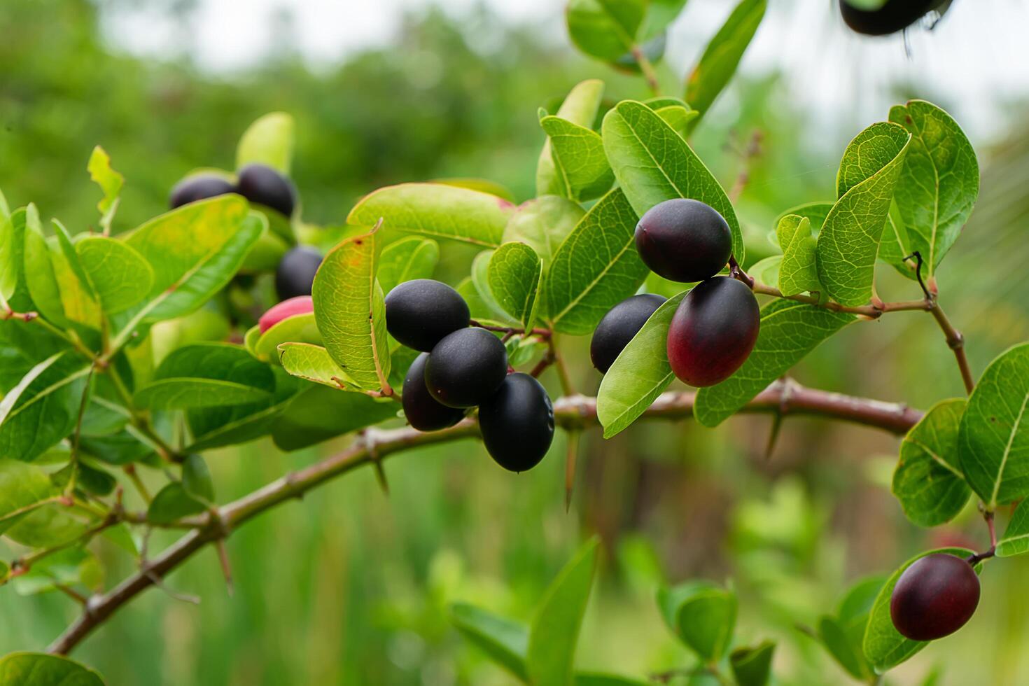 Carissa carandas fruit photo