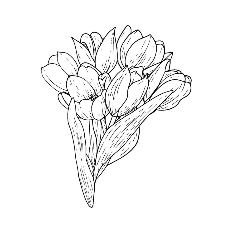 tulipán flor ramo de flores ilustración. curvo hojas bulbo cabeza negro contorno gráfico dibujo. botánico florecer saludo tarjeta. tinta línea contorno silueta contorno vector